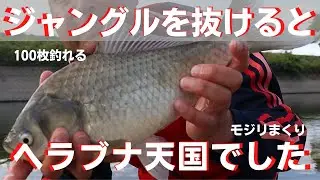 ジャングルを抜けた先には、入れ食いのヘラブナ天国があった【マッシュポテト素練り】