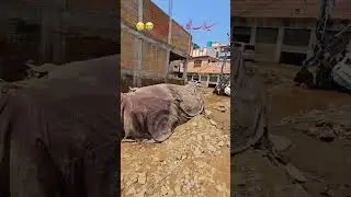 🚨 Buner Flood Disaster &ndash; Shocking Ground Reality!#flood #epicweather #flooding #naturepower #weather
