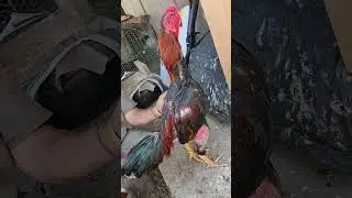 Qaib ntaus zoo heev xav tso tawm Daim #2 #hmoob #thia #chicken #laos #pakoythai #qaib #rooster