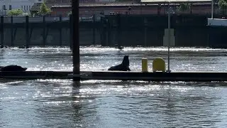 Watch: Sea lions lounge on the Sacramento River