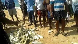 Sea fish marketing❤RMT