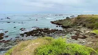 Elephant Seals in San Simeon