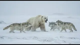 Bears & Wolves Indie Game Devlog #1: Animal Ecosystem Simulator #devlog #indiegamedevlog