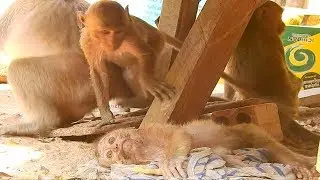Sorry to hear abandoned monkey Axel cannot join in Amber troop | Monkey Axel, Abandoned monkey Axel
