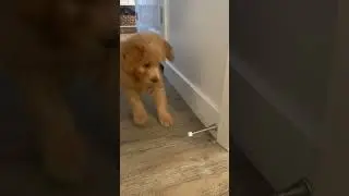 The puppy, who had never seen a door stop! Completely adorable!
