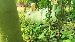 Rabbit 🐰 masti  bunny 🐇#bunny #rabbit #status #study #story #storytime #instagram #facebook #facts 