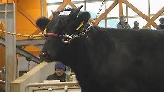 あきた総合家畜市場で初競り（令和8年1月7日放送）【秋田県由利本荘市】