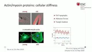 Vascular development and remodeling