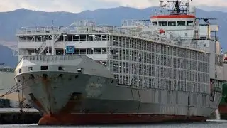Japan&rsquo;s coastguard suspend search for missing crew from capsized cattle ship