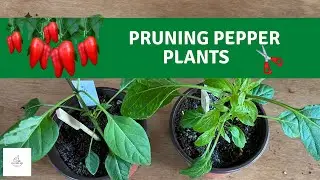 Pruning Pepper Plants for Maximum Yield