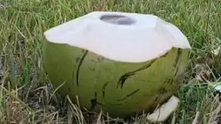 Very healthy drink water/coconut cutting skills