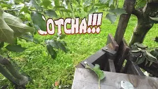 We are removing our Early Jonagold apple trees