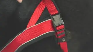 HUNTER dog harness NORWEGIAN RACING