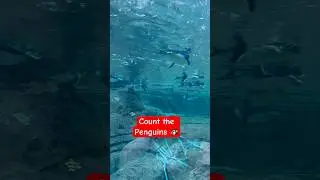 Count the penguins #nature #zoo #animals #trendingshorts #trending #shorts #india #indian -#iraq
