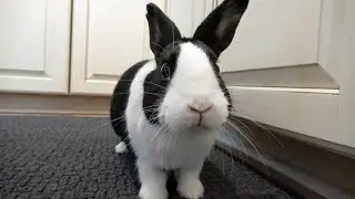 Rabbit fighting human