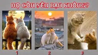 Tarot: chọn tụ: HỌ CÒN YÊU BẠN KHÔNG?