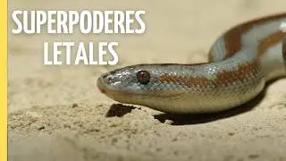 SÚPER SERPIENTES: Los Superpoderes Ocultos de los Cazadores Más Letales del Mundo