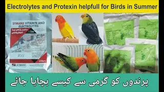 Electrolytes and Protexin Helpfull for Birds in Summer.