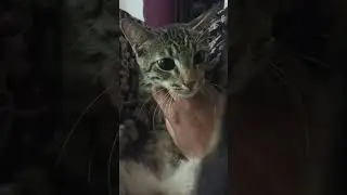 kuchi kuchi cat 😺😺😺