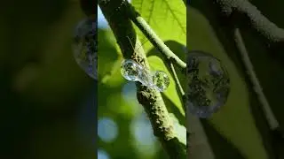 lac insect is secreting lac and making cocoon #lac