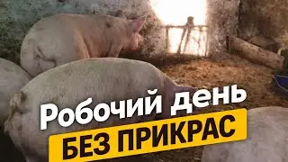 Робочий день | Корма, годування та догляд за свинями