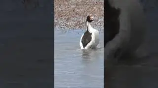 Rare footage of the Hooded Grebe courtship dance. #shorts #short #viral #wildlife #shortvideo #birds