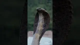 Reptile World (Snakes) Ophidia #indiansnakes #cobra #python #shortsvideo #youtubeindia