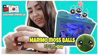 Unboxing de MARIMO🟢, la mascota MÁS FÁCIL de CUIDAR ☺️( Marimo Moss Ball, 마리모 )| Barbara's Life