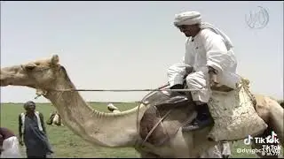 مبارك سيف في السودان كسلا يدور نياقه