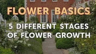 5 Different Stages of Flower Growth