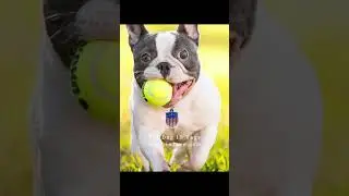 Dog Tags, Dog ID Tags, Personalized Dog ID Tags Silicone Dog Tags Engraved For Pets