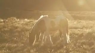 Stock Video - Wild horses in the West desert of Utah glowing in the sun