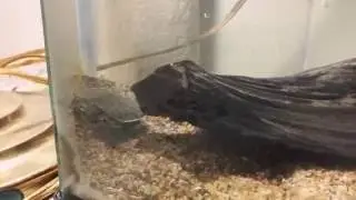 Tortuga Apalone Ferox (Concha Blanda) Peque&ntilde;os Cuidados 🐢
