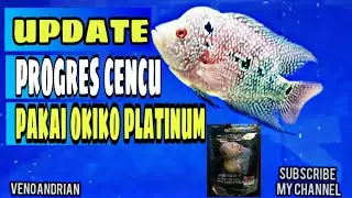 cara progres louhan cencu pakai pelet okiko platinum
