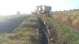 Harvester harvesting rice from wet  field