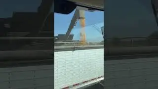 Loading corn #agriculture #farming