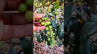 p&eacute; de morici cheio de frutos #frutas #shorts