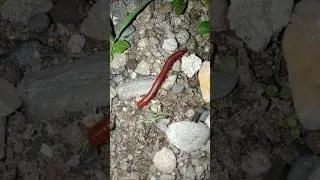 red millipede 😱😱 #shorts