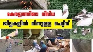 😌Fish😘Duck💖Hen❤️Exotic Birfs😌Fancy Pigeon🤩Low Rate Pets Sale Kerala😁New Sale Post Video💗Pets farm