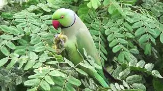 Parrots eat Sirish flowers also in the summer #eating silently #parrotparadise #nature wonder
