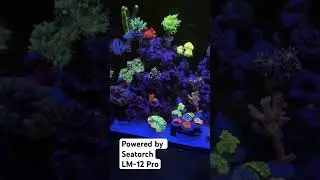 Nano tank powered by Seatorch LM-12 Pro