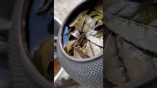 タンニンで鉄瓶錆取り#鉄瓶#鬼霰#錆取り
