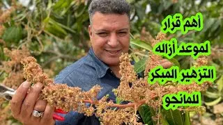 موعد اخذ قرار أزاله التزهير المبكر فى أصناف المانجو المصريه وأسبابه والتعامل معه 🤔 🥭🥭🥭 