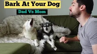 BARK AT YOUR DOG | DAD VS MOM | Alaskan Klee Kai