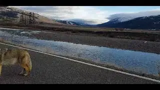 Wolf spotted at Yellowstone National Park(ఎల్లోస్టోన్ నేషనల్ పార్క్&zwnj;లో తోడేలు కనిపించింది)