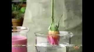 Pub Qu&eacute;bec, Pepto-Bismol (test de la rose)