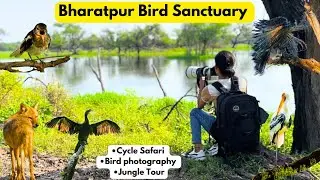 Bharatpur Bird Sanctuary/ Keoladeo National Park/ Cycle Safari/ Bird Photography /Jungle 4k video
