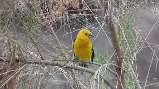 Yellow Grosbeak