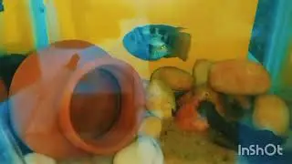 Polar parrot fish new tank set-up 