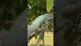 #panther #chameleon #first #time #online #grapefruit #tree #bigboy #trending #reels #love 🦕😍🔥🔌📲